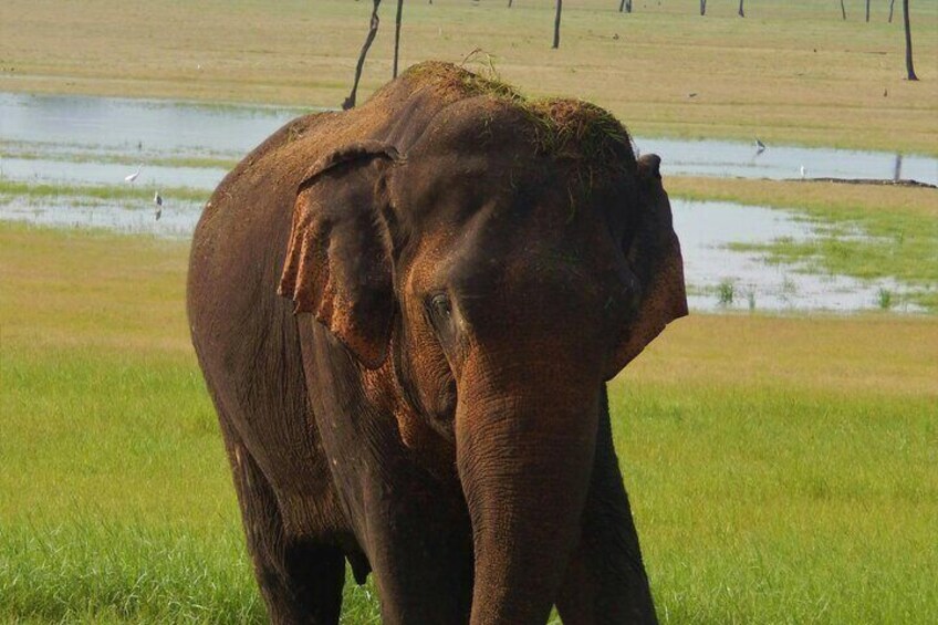 Udawalawe National Park Safari Tour from Hambantota Port