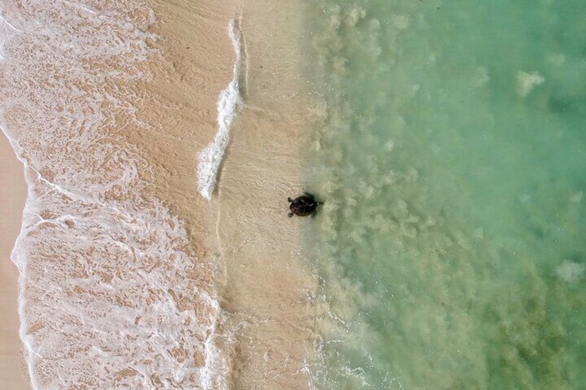 Ningaloo Turtle Watching and Stargazing Tour