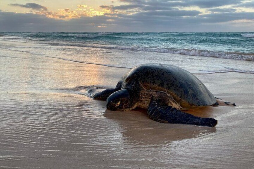 Ningaloo Turtle Watching and Stargazing Tour