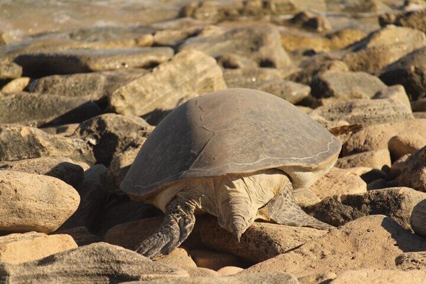 Ningaloo Turtle Watching and Stargazing Tour