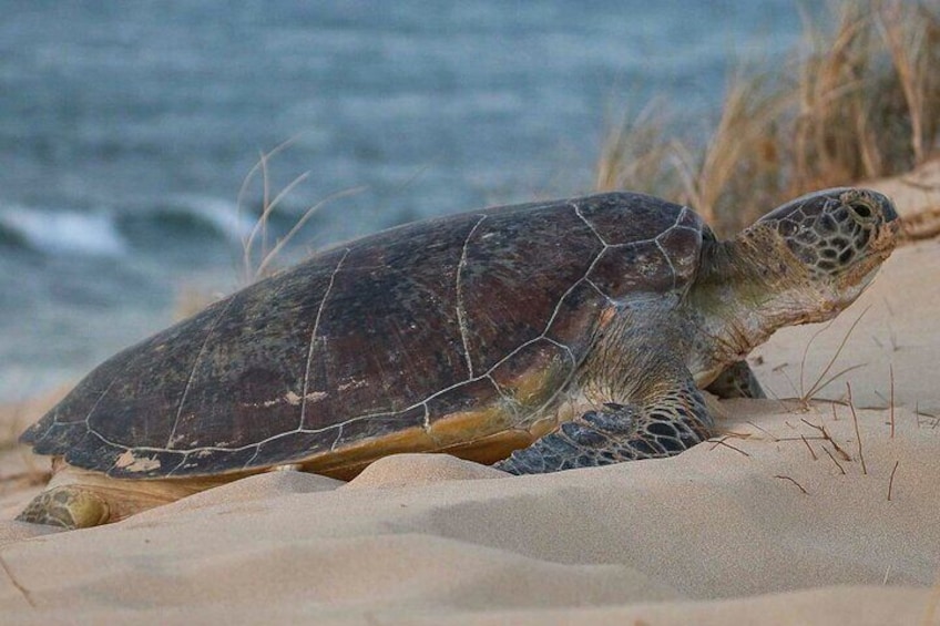 Ningaloo Turtle Watching and Stargazing Tour