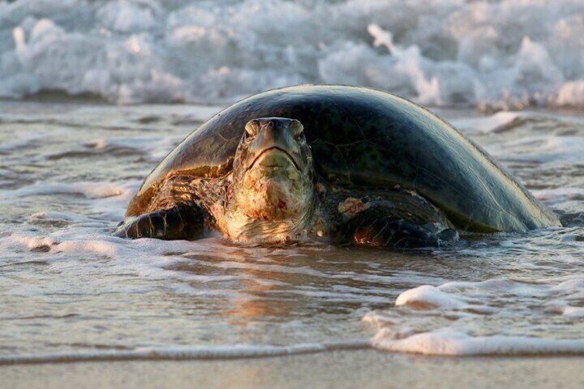 Ningaloo Turtle Watching and Stargazing Tour