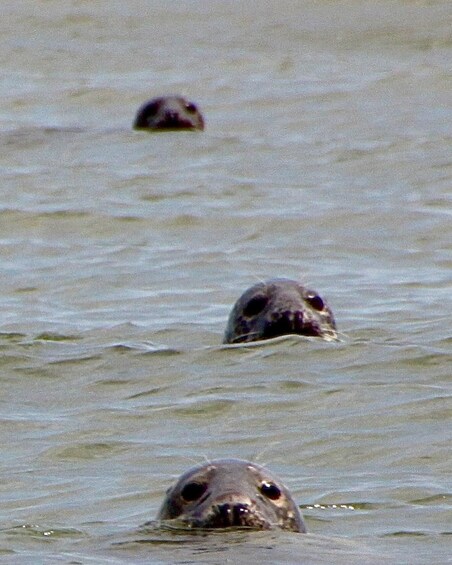 Picture 3 for Activity Scroby Sands: Seal Watching Trip