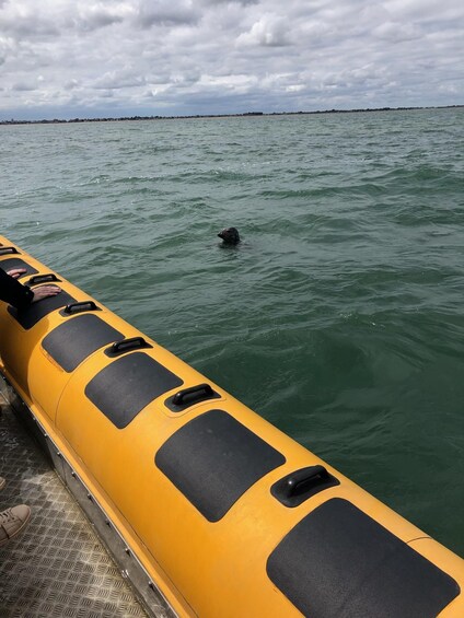 Picture 6 for Activity Scroby Sands: Seal Watching Trip