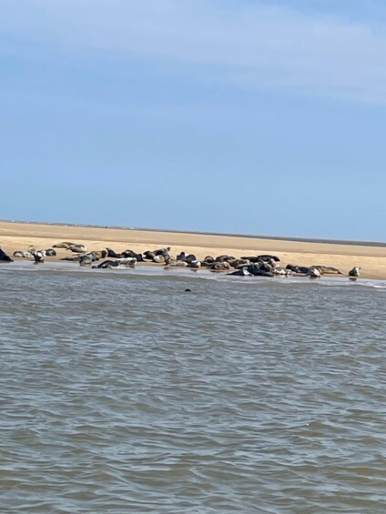 Picture 5 for Activity Scroby Sands: Seal Watching Trip