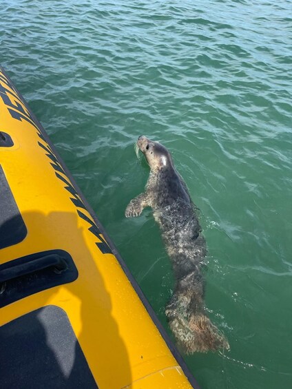 Picture 2 for Activity Scroby Sands: Seal Watching Trip