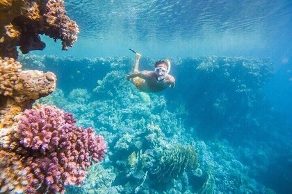 Coral Garden Snorkeling Trip with Lunch & Transfer – Marsa Alam