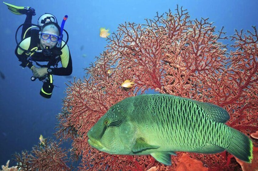 Beginners Scuba Diving Experience with Lunch - Sharm El Sheikh