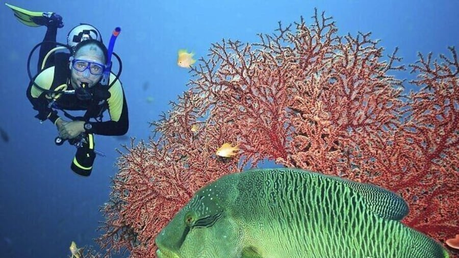 Beginners Scuba Diving Experience with Lunch - Sharm El Sheikh