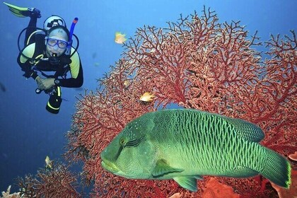 Experiencia de buceo con almuerzo - Sharm El Sheikh