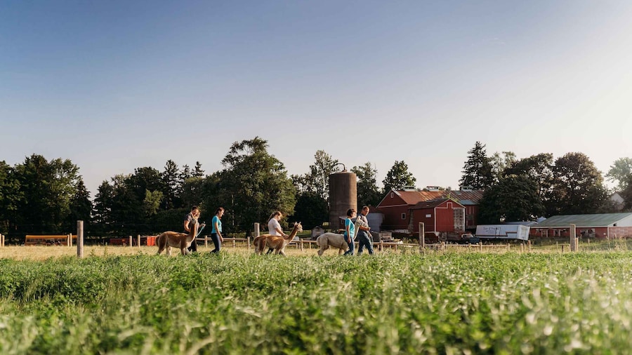 Oxford County, ON: Alpaca Farm Walk & Learning Experience