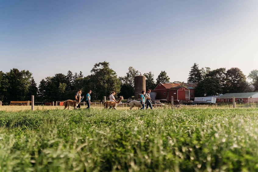 Oxford County, ON: Alpaca Farm Walk & Learning Experience