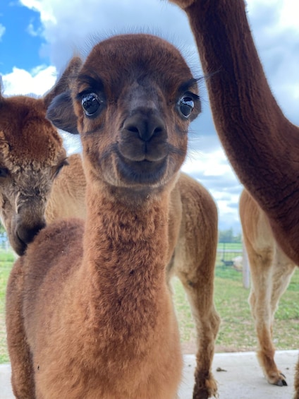 Picture 5 for Activity Oxford County, ON: Alpaca Farm Walk & Learning Experience