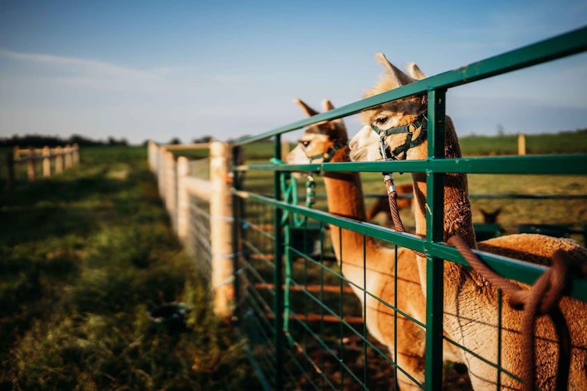 Picture 1 for Activity Oxford County, ON: Alpaca Farm Walk & Learning Experience