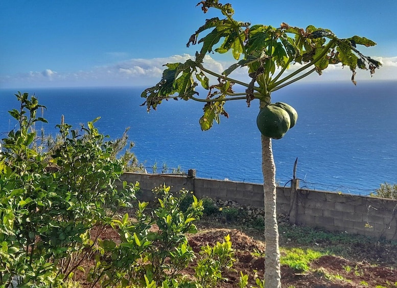 Picture 2 for Activity Madeira Re-Canto Genuine Food Experience