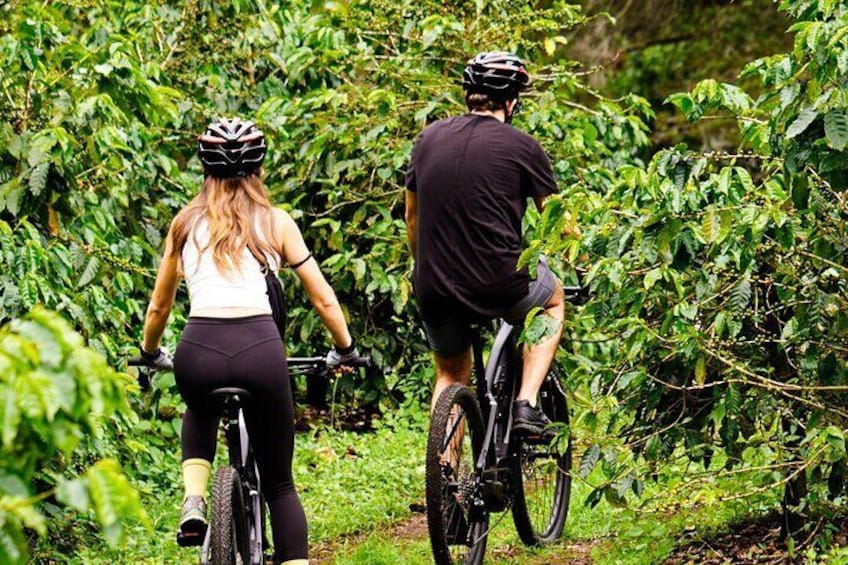 Bike through the coffee plantation