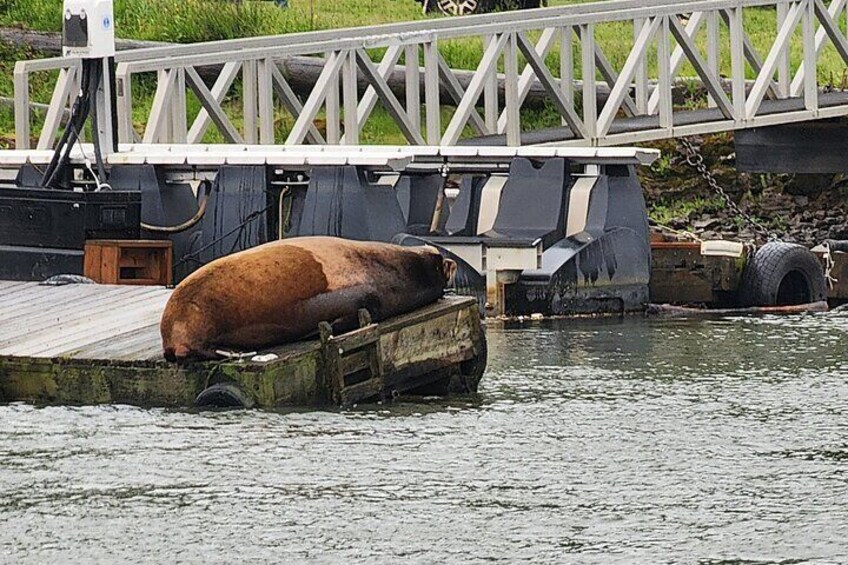 Sea Lions catching salmon in season