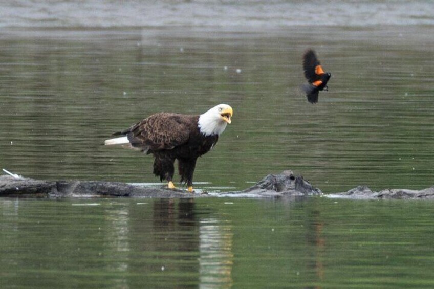 Wild eagles hunting