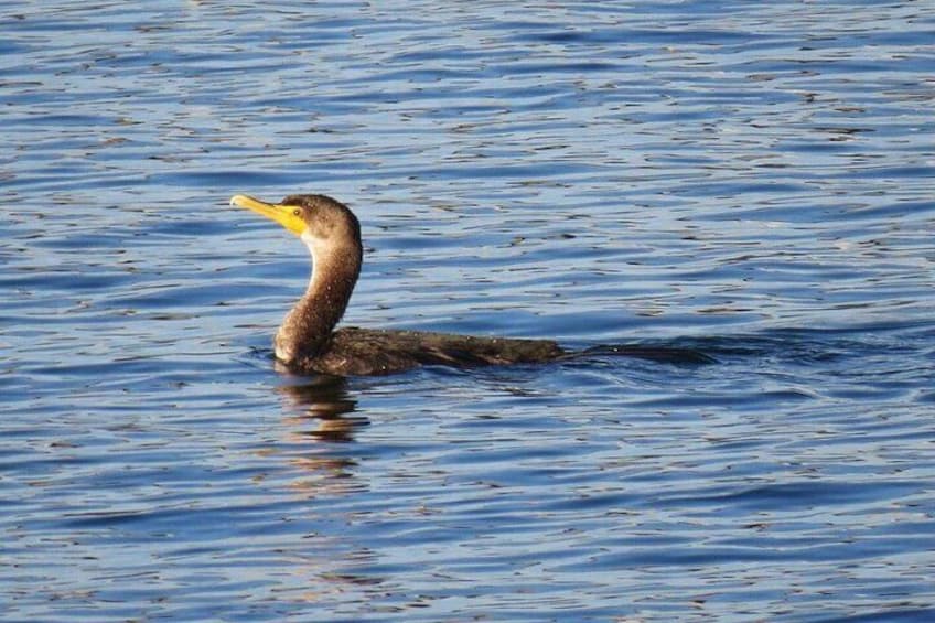 So many types of water fowl!