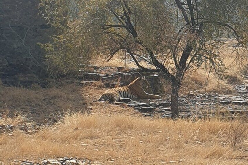 Jaipur Ranthambore Full Day Private Tour