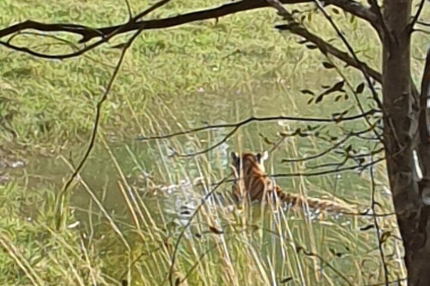 Jaipur Ranthambore Full Day Private Tour