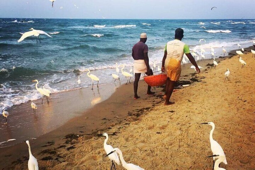 Day trip from Colombo and Negombo all inclusive city tour