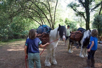 Pack Pony Wild Camping in Ancient Woodland, Dorset