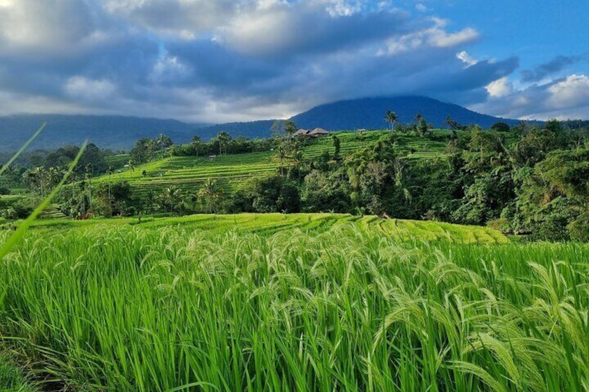 Jatiluwih Rice Terrace UNESCO sites