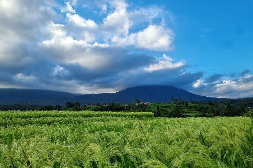 Jatiluwih Rice Terrace UNESCO sites