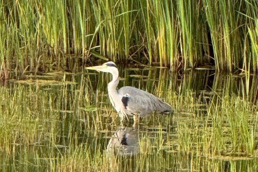 River Waveney Sunset Boat Tour