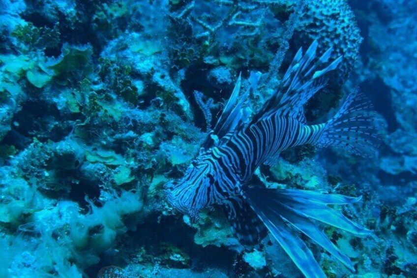 Guided Snorkeling at the Anchor and Cannon Reef in Negril