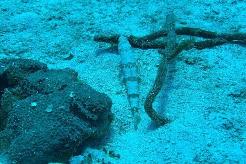 Guided Snorkeling at the Anchor and Cannon Reef in Negril