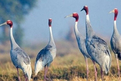 A Day Tour of Bharatpur Bird Sanctuary from Agra