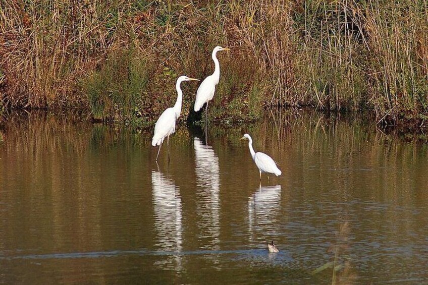 A Day Tour of Bharatpur Bird Sanctuary from Agra