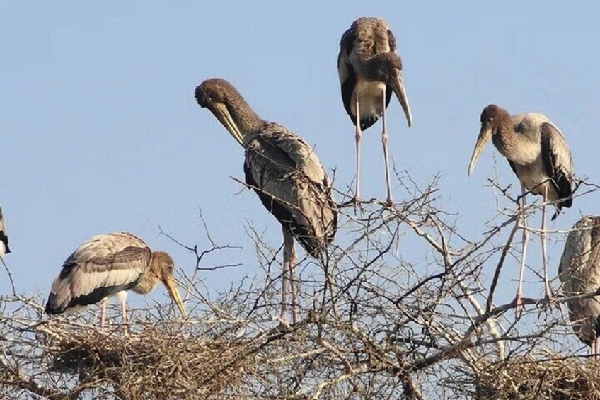 A Day Tour of Bharatpur Bird Sanctuary from Agra