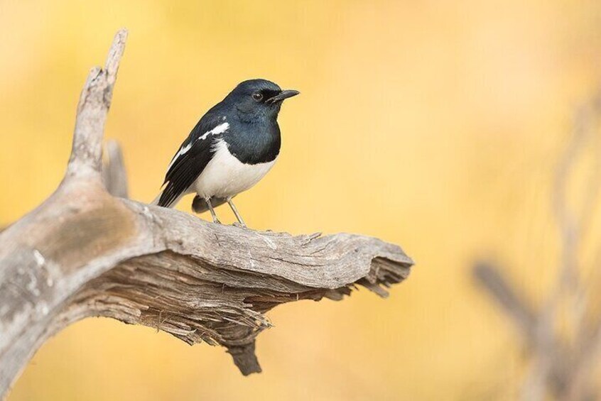 A Day Tour of Bharatpur Bird Sanctuary from Agra