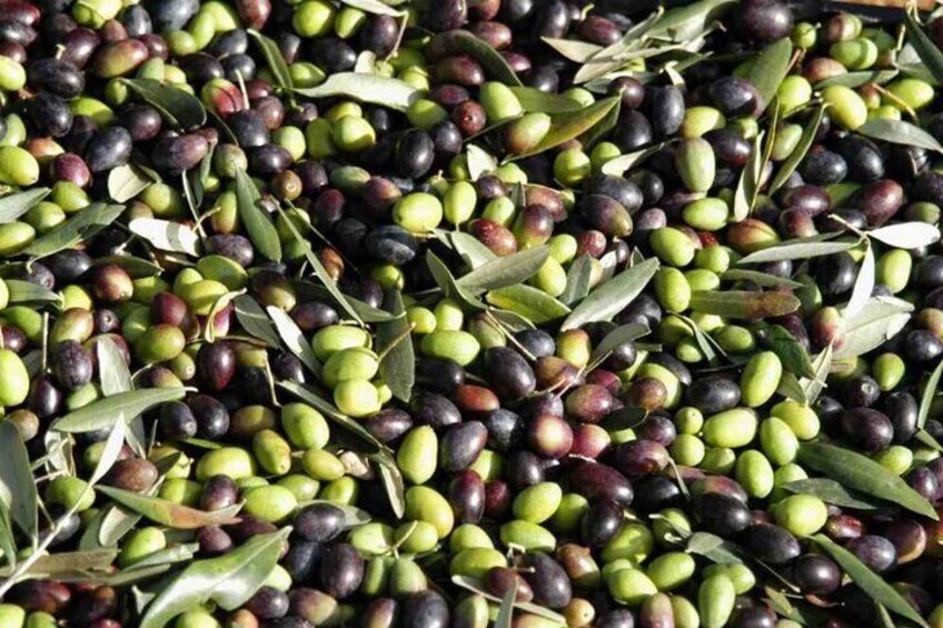 Discover the Magic of Olive Oil Production!