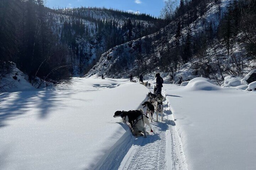 Private One Week Husky Adventure in Alaska with Your Own Dog Team