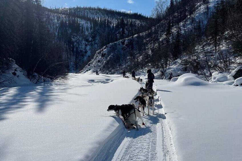5 days Husky Adventure in Alaska with Your Own Dog Team