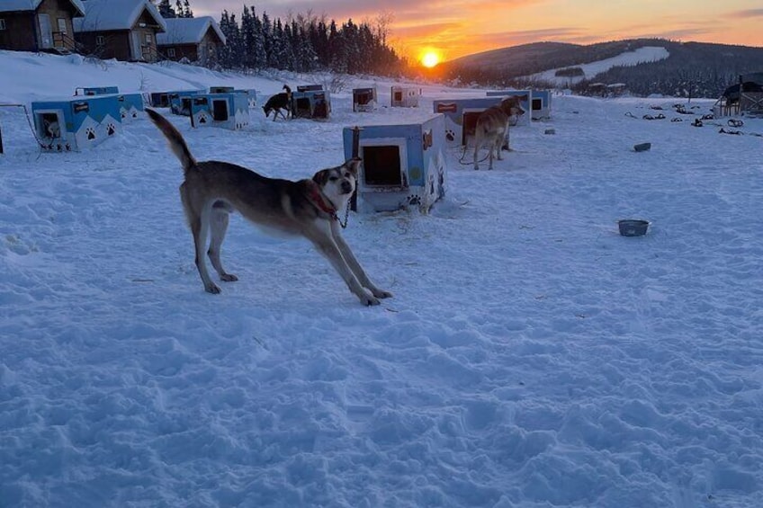 Private One Week Husky Adventure in Alaska with Your Own Dog Team