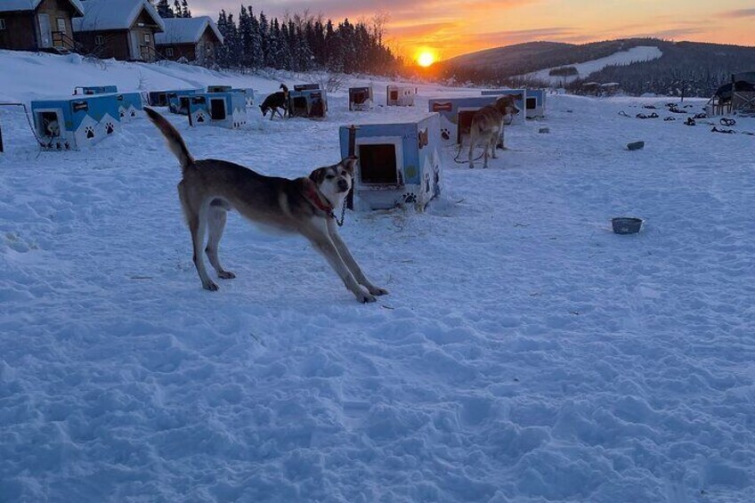 Private One Week Husky Adventure in Alaska with Your Own Dog Team