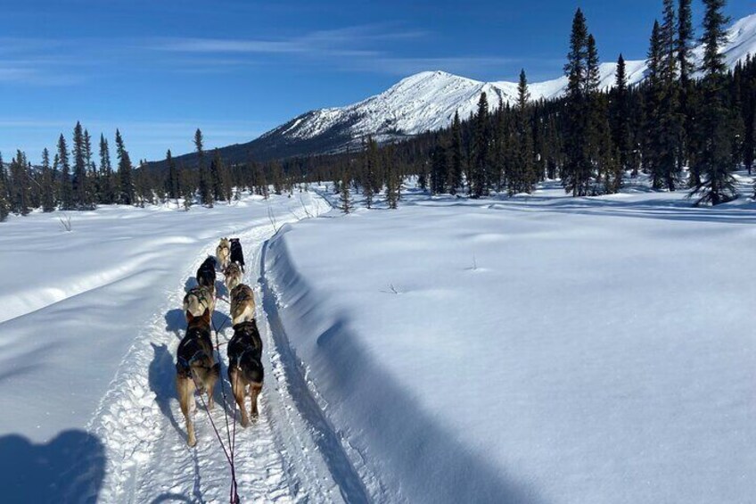Private One Week Husky Adventure in Alaska with Your Own Dog Team