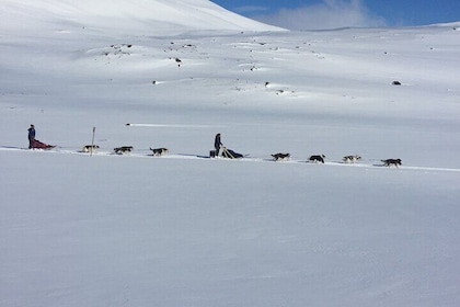 Private One Week Husky Adventure in Alaska with Your Own Dog Team