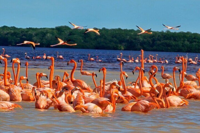 Tour to Celestún with View of Flamencos and Beach Club