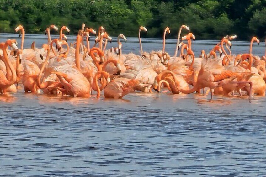 You will see the flamingos very close