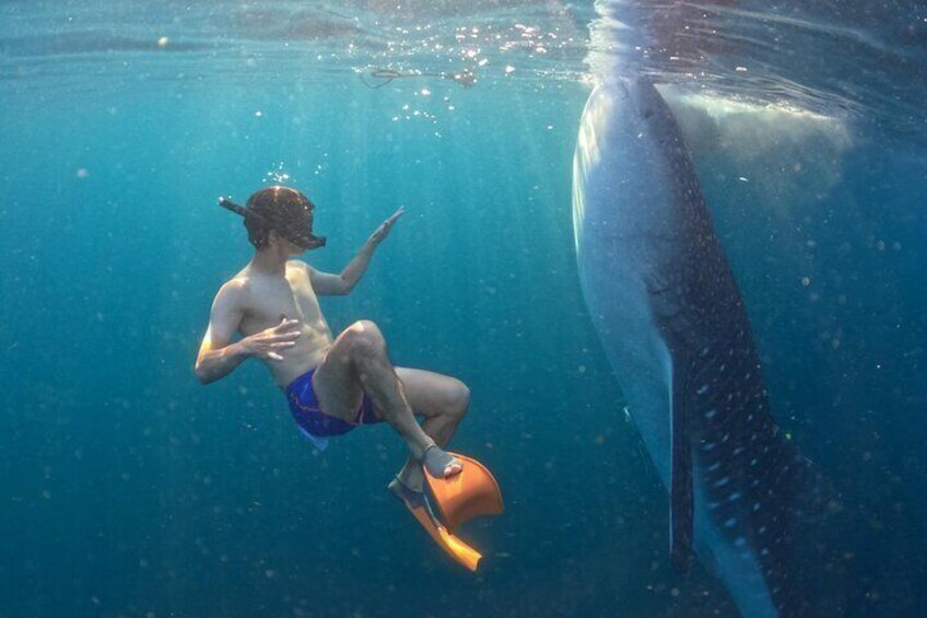 Whale Shark Adventure 2 Days 1 Night Sharing Trip