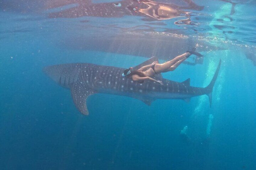 Whale Shark Adventure 2 Days 1 Night Sharing Trip