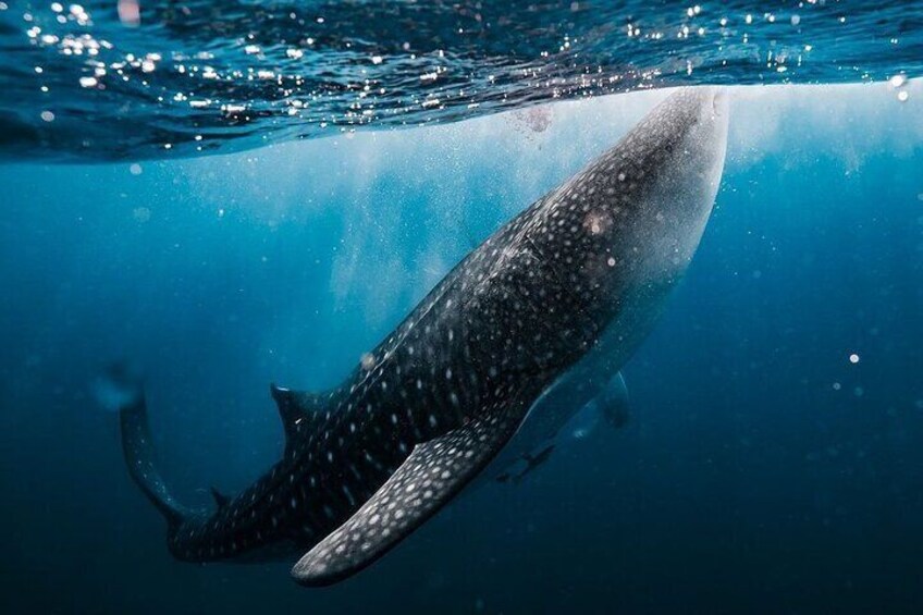 Whale Shark Adventure 2 Days 1 Night Sharing Trip