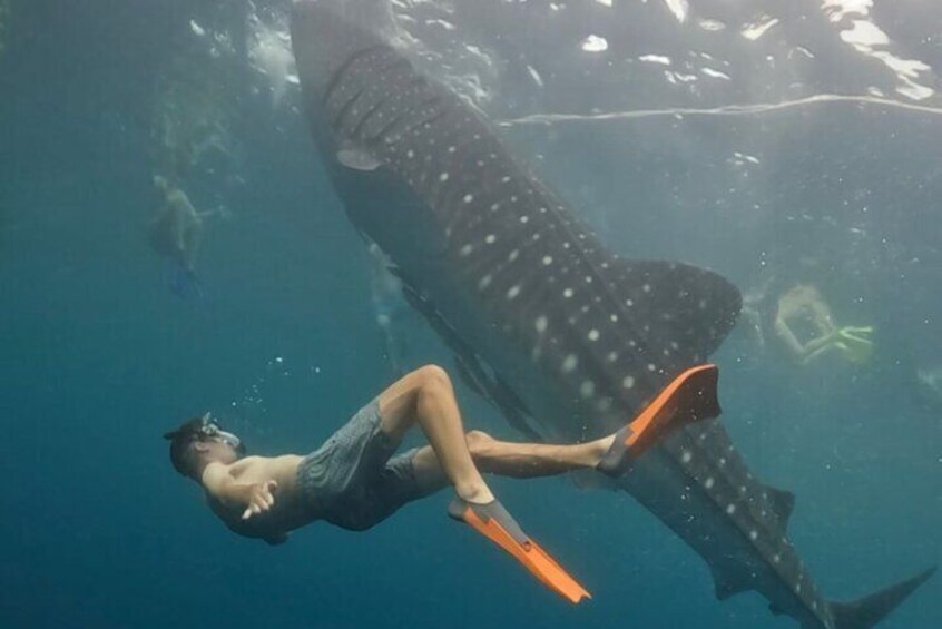 Whale Shark Adventure 2 Days 1 Night Sharing Trip