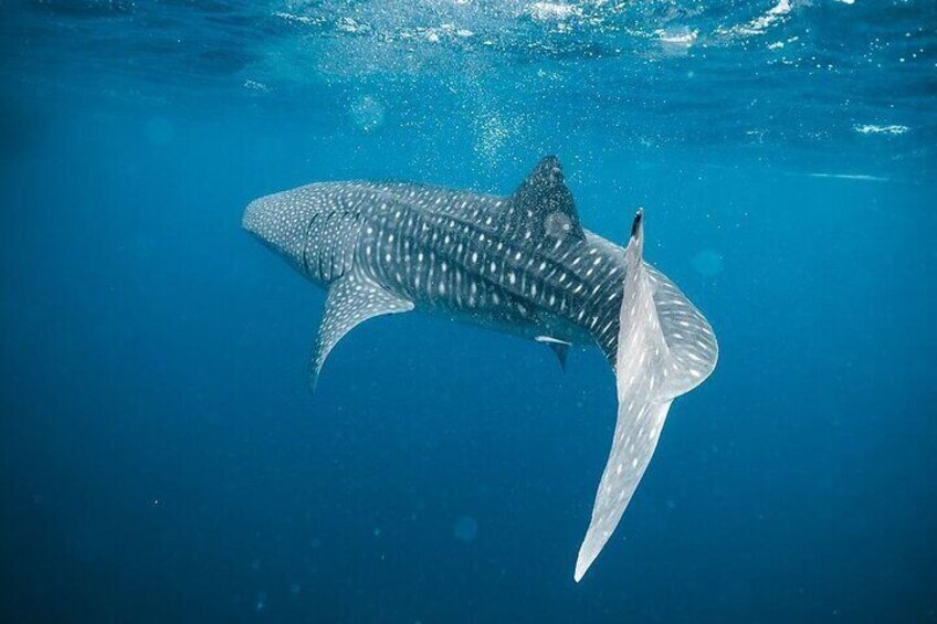 Whale Shark Adventure 2 Days 1 Night Sharing Trip